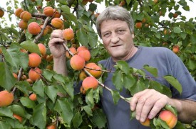 Les abricots de Patrick Muller de la variété Bergeron arrivent à maturité.