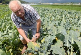 Roger Martin, basé à Montagny-près-Yverdon, déplore une perte de 40% pour ses brocolis.