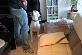 Cody, l’un des chiens de la société Scanbug formés par Bill Whitstine, s’assied pour signifier à son maître, Fabien Joseph, la présence de punaises de lit, que ce dernier avait précédemment dissimulées dans un tube dans le pli du canapé.