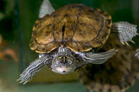 L’une des nombreuses tortues aquatiques du PRT.