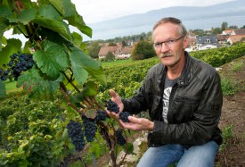 A l’image de leurs collègues de Bonvillars et des Côtes de l’Orbe, les vignerons de Cheyres, représentés ici par Roland Pillonel, gérant de la Cave de l’Association des vignerons broyards, ont du lutter contre la mouche.