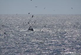 Le ballet majestueux des baleines au Nord de la Californie. ©BenTess Schnellyss