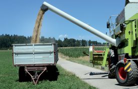 Une fois trié par la moissonneuse-batteuse, le grain est déversé dans les chars. ©Michel Duperrex