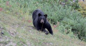 Les ours noirs, bien présents dans la région, rendent régulièrement visite au Combier, sur son terrain entre lac et montagnes. ©DR