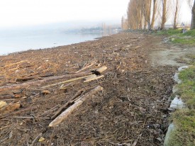 Les troncs et branches charriés par la Thièle représentent plusieurs dizaines de mètres cubes. Ce bois devra être déchiquetté et déposé en compostière. Une opération onéreuse. © Raposo