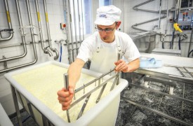 Alain Fazan utilise un tranche-caillé, afin de favoriser la séparation du petit lait du caillé. Cette dernière matière servira à la fabrication du fromage. © Carole Alkabes