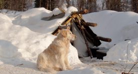 Devant la tente qui a servi d’abri durant trois mois d’hiver, le chien de Nicolas Reymond admire la clarté du soleil. ©DR