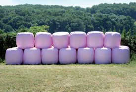 Des balles roses aux airs de marshmallows trônent à Villars-sous-Champvent. ©Michel Duperrex