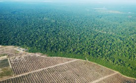 Les changements de couleurs entre les zones intactes et les zones déforestées de la forêt amazonienne sont détectés par les satellites de la NASA et analysés, en temps réel, par le programme Terra-i. © Terra-i project