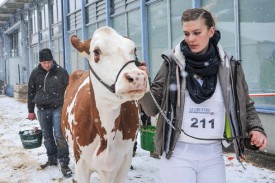 Audrey Hediger et «Damassine» bravent le froid pour rejoindre le ring... © Carole Alkabes