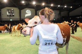 ... où la vache de près de quatre ans a terminé avant-dernière de sa catégorie d’âge © Carole Alkabes