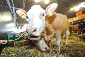 Malina, l’une des vache des Poncet, de Ballaigues, se restaure dans l’étable. © Carole Alkabes