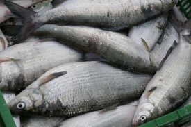 Les populations de corégones se portent bien dans les eaux limpides. © Aubert