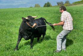 Christian Gonin et l’une de ses vaches d’Hérens. © Michel Duperrex