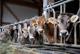 L’élevage de vaches de la race Swiss Brown n’est pas répandu en Suisse romande. © Nadine Jacquet