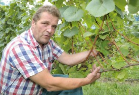 Le président de la Cave des viticulteurs de Bonvillars, Daniel Taillefer montre des grappes dont les raisins ont été entièrement mangés par les oiseaux. © Michel Duperrex