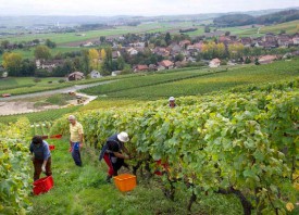 Les vendanges ne sont pas partout terminées à Valeyres-sous-Rances. © Michel Duperrex