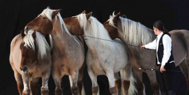 Un peu de tendresse avec les chevaux comtois. Il y en avait, des animations, aux Fourgs! © Bobby C. Alkabes