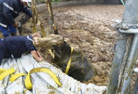 En mauvaise posture après sa chute dans la fosse au purin, «Néfertiti» a pu être secourue grâce aux efforts réunis des pompiers du Nord vaudois et du Gros-de-Vaud. © SDIS Nord vaudois