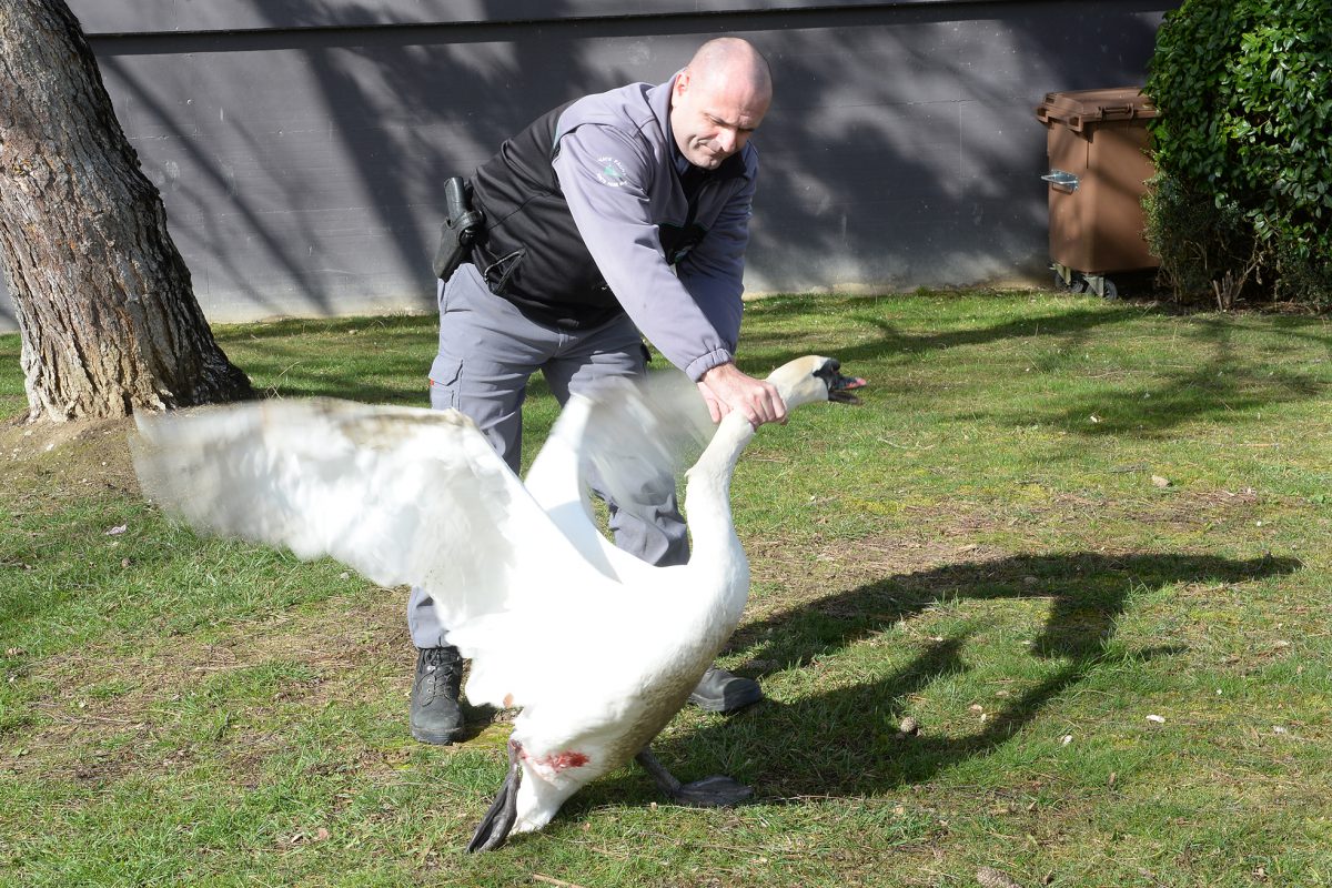 Secouru, un cygne se retape en clinique