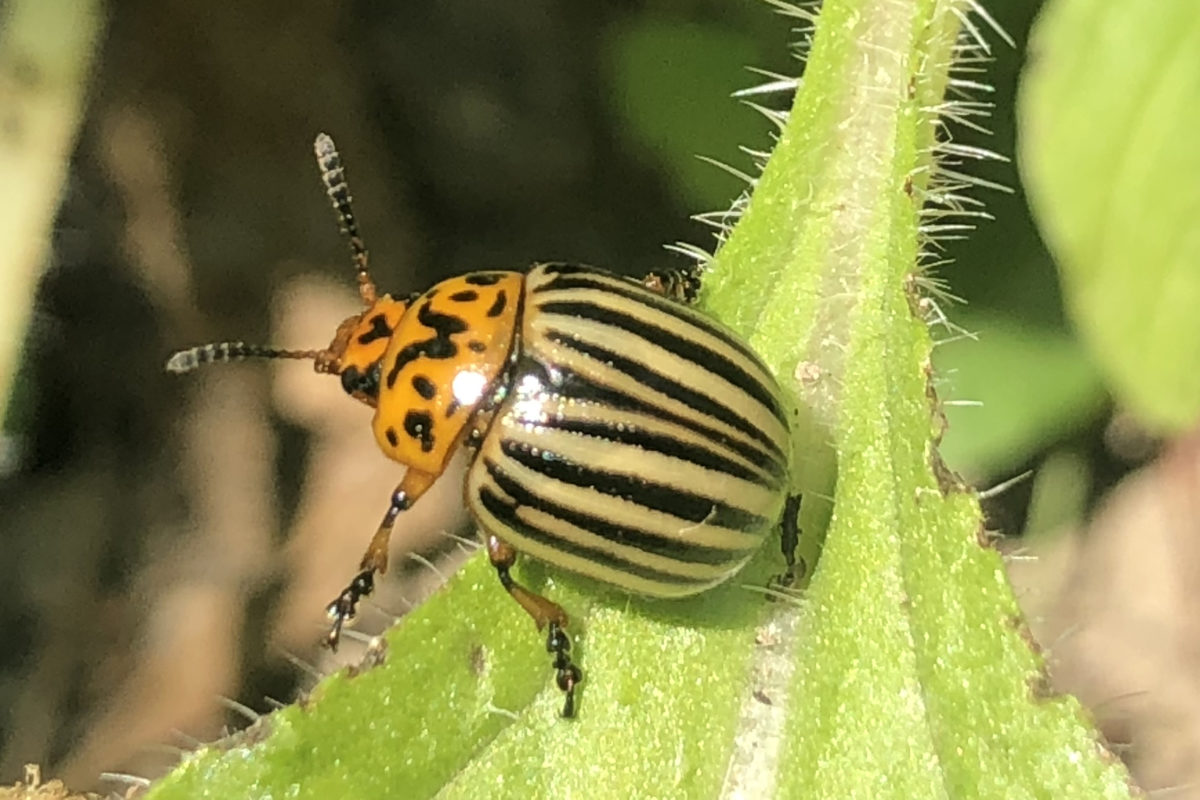 Invasion de petites bêtes infernales