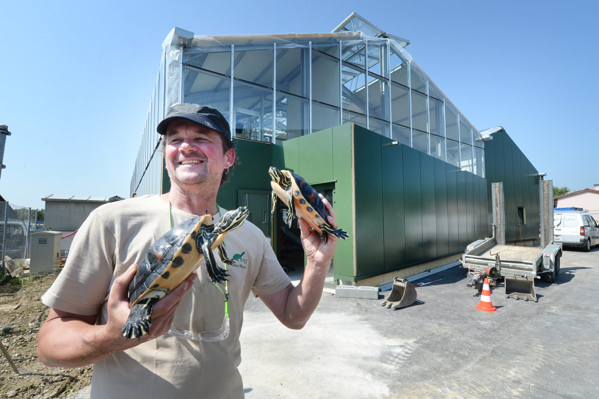 Une nouvelle carapace pour les tortues