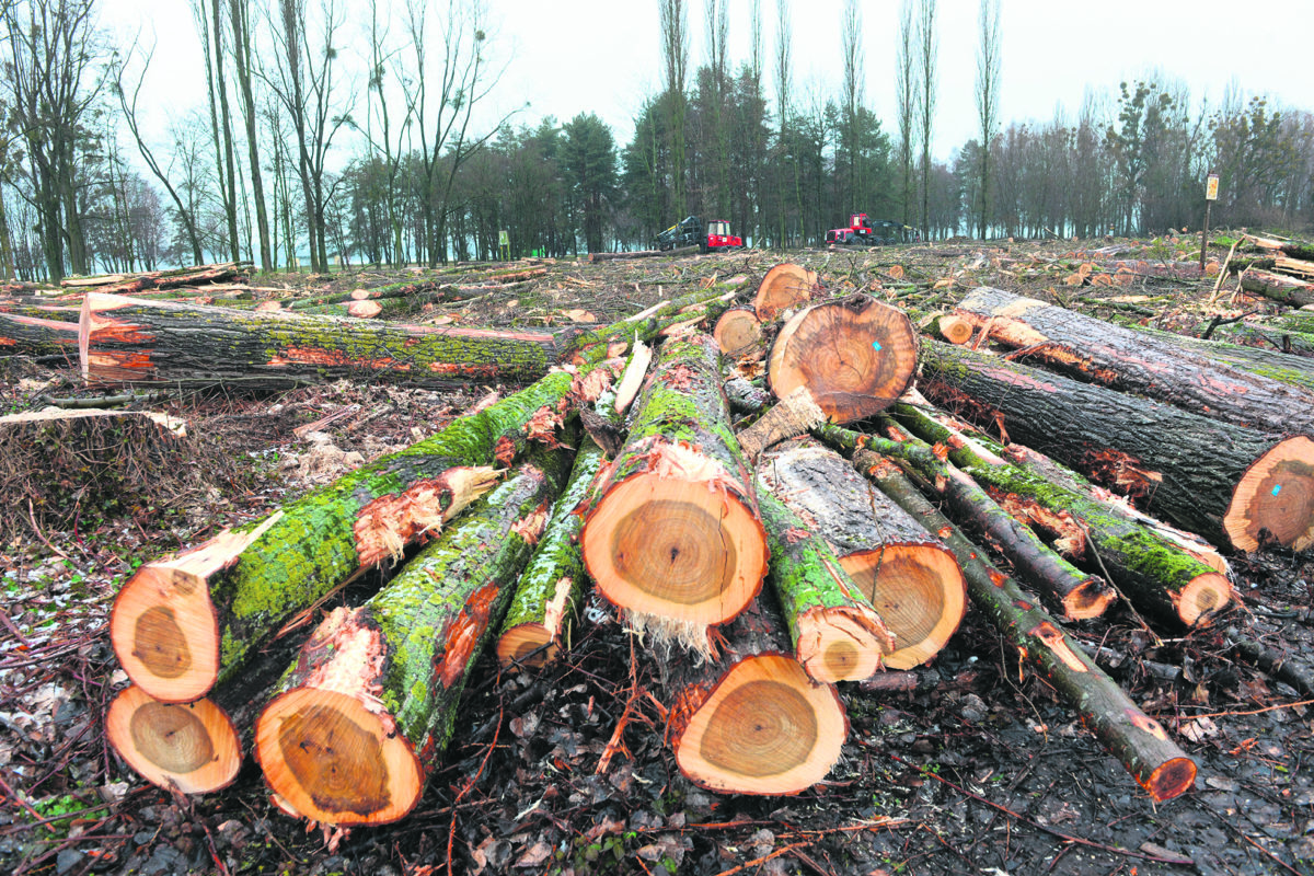 Le bois de Clendy fait peau neuve