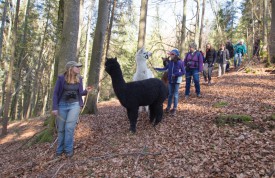 Pamela Gruaz guide les visiteurs et ses animaux à travers la forêt. © Muriel Aubert