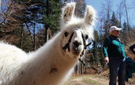 Le lama est un animal très curieux, bien qu’il garde un côté sauvage. Il faut gagner sa confiance avant de pouvoir espérer le caresser. © Muriel Aubert