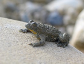 A Orbe, la revitalisation du ruisseau des Vouattes (ci-dessus) devrait profiter aux amphibiens comme le sonneur à ventre jaune. DR