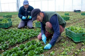 Dans les nouvelles serres, les employés s’affairent atour des premières récoltes de rampon.