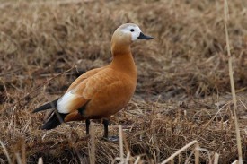 Derrière son air innocent, le tadorne casarca est un péril pour les autres oiseaux.