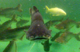 Ce poisson est principalement élevé le long du Mékong.