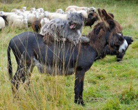 Larzac, l’un des deux ânes qui accompagnent le troupeau, se montrera moins docile envers les prédateurs potentiels, comme les renards en quête d’agneaux.