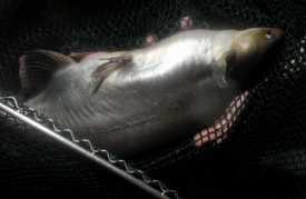 Il faut attendre huit à neuf mois pour pouvoir consommer le pangasius.