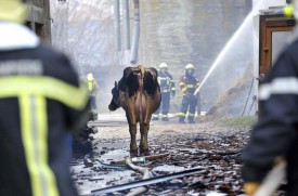 Seules quelques vaches ont pu être extraites des flammes. Certaines ont dû être euthanasiées.