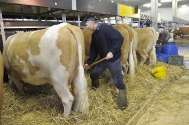 Les vaches sont installées dans l’écurie et sont quasiment prêtes pour le défilé.