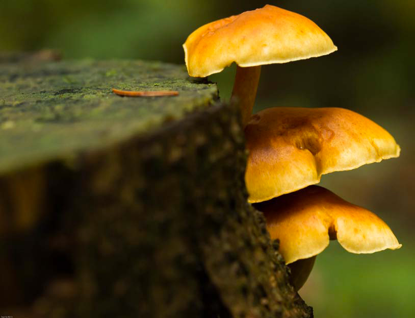 Saison de Champignons + Ceinture réfléchissante orange - Saison de Passionné