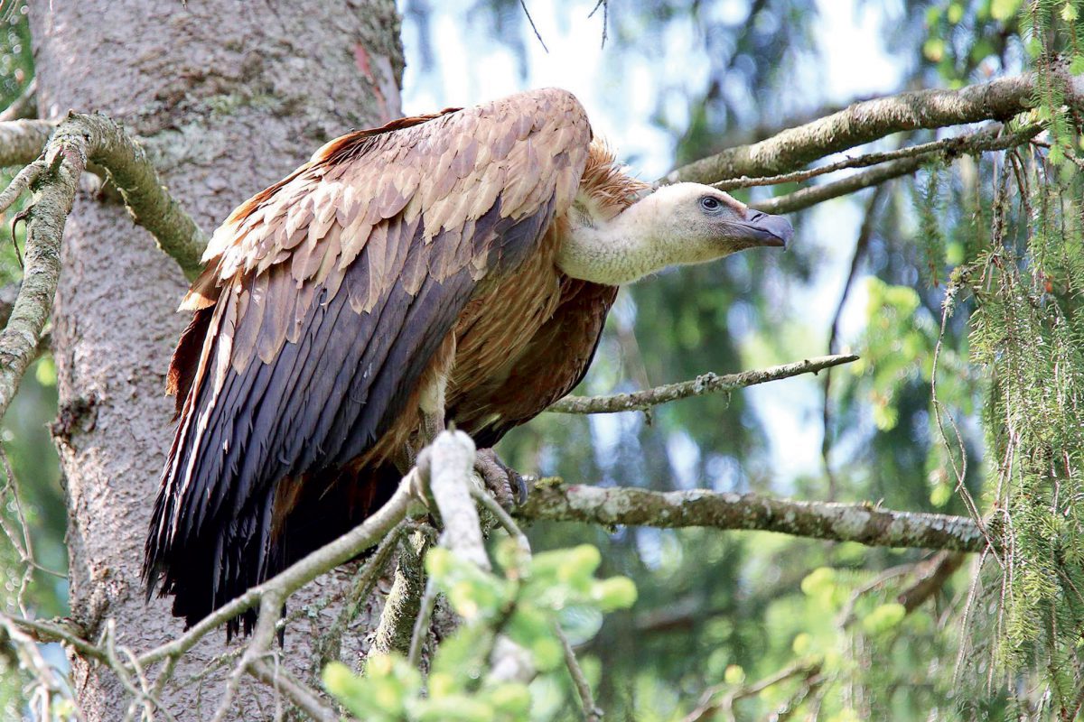 Un vautour fauve s’invite à Juraparc