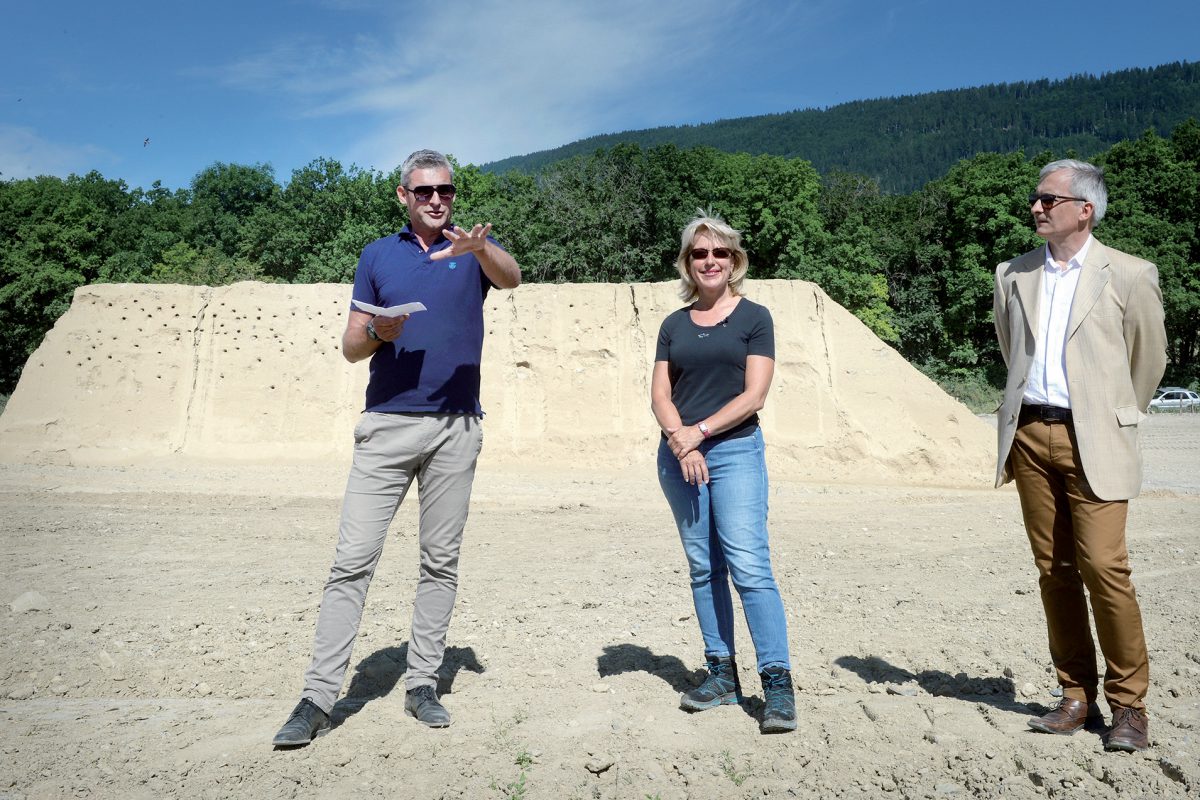 Les hirondelles trouvent refuge aux Clées