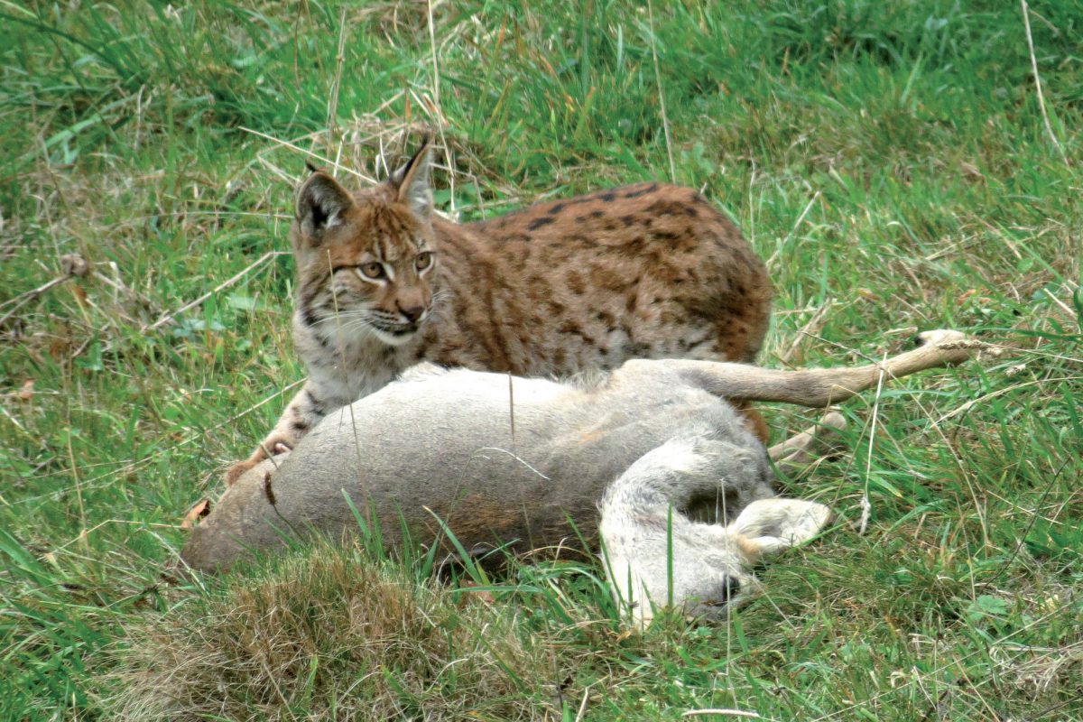 Un lynx sort des bois pour se nourrir