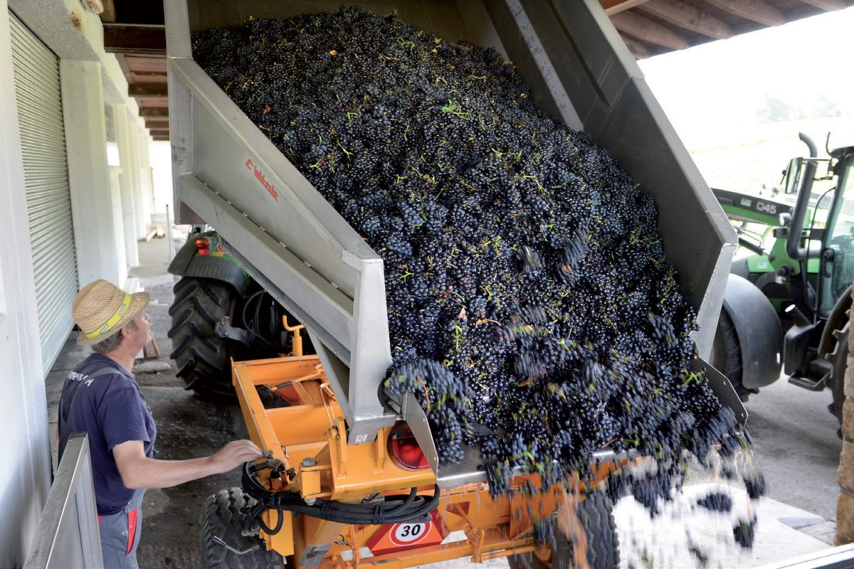 La qualité des vin vaudois menacée