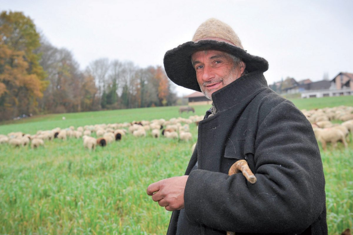 Un berger revient à ses moutons dans le Nord-vaudois