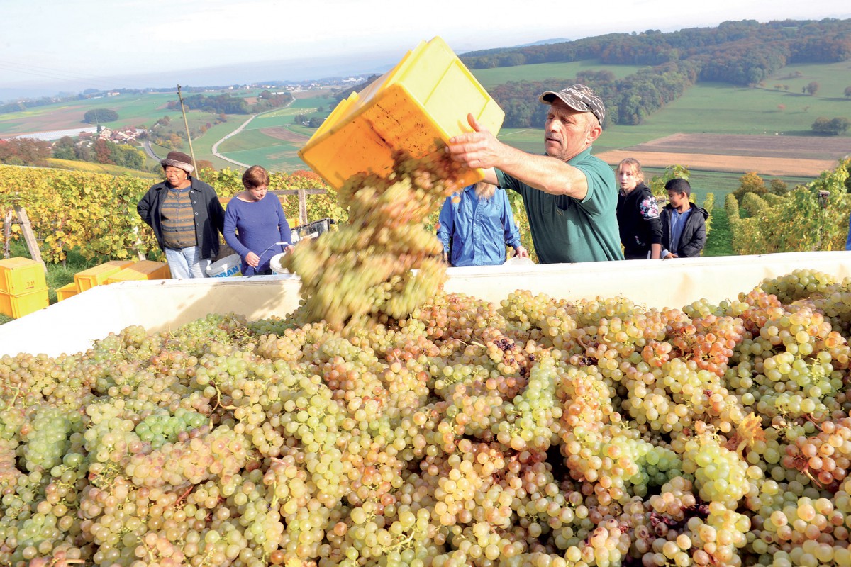 La sérénité a fait son retour dans les vignes du cru