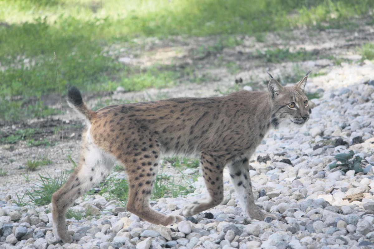 Quand le lynx est tenu à l’oeil