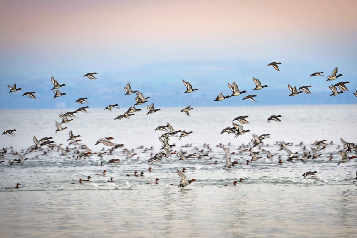 Les oiseaux d’eau du lac n’ont pas froid aux plumes