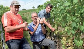 Le viticulteur Jacques Bloesch, de Bonvillars, fait une mesure du degré Oeschle sur du chasselas, entouré de son employé Gilberto Vicente (à g.) et de son fils Léonard. ©Michel Duperrex