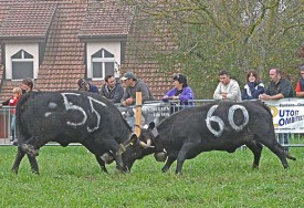 Maude (à g.), dont le propriétaire est Yohan Guignard de Vaulion, en scène. © Florence Bischof