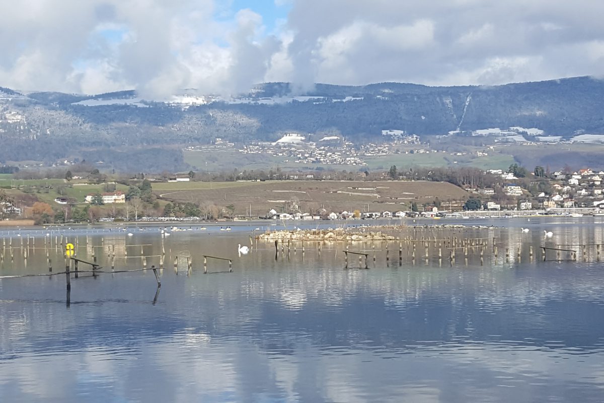 Des îles aux oiseaux inédites en Romandie