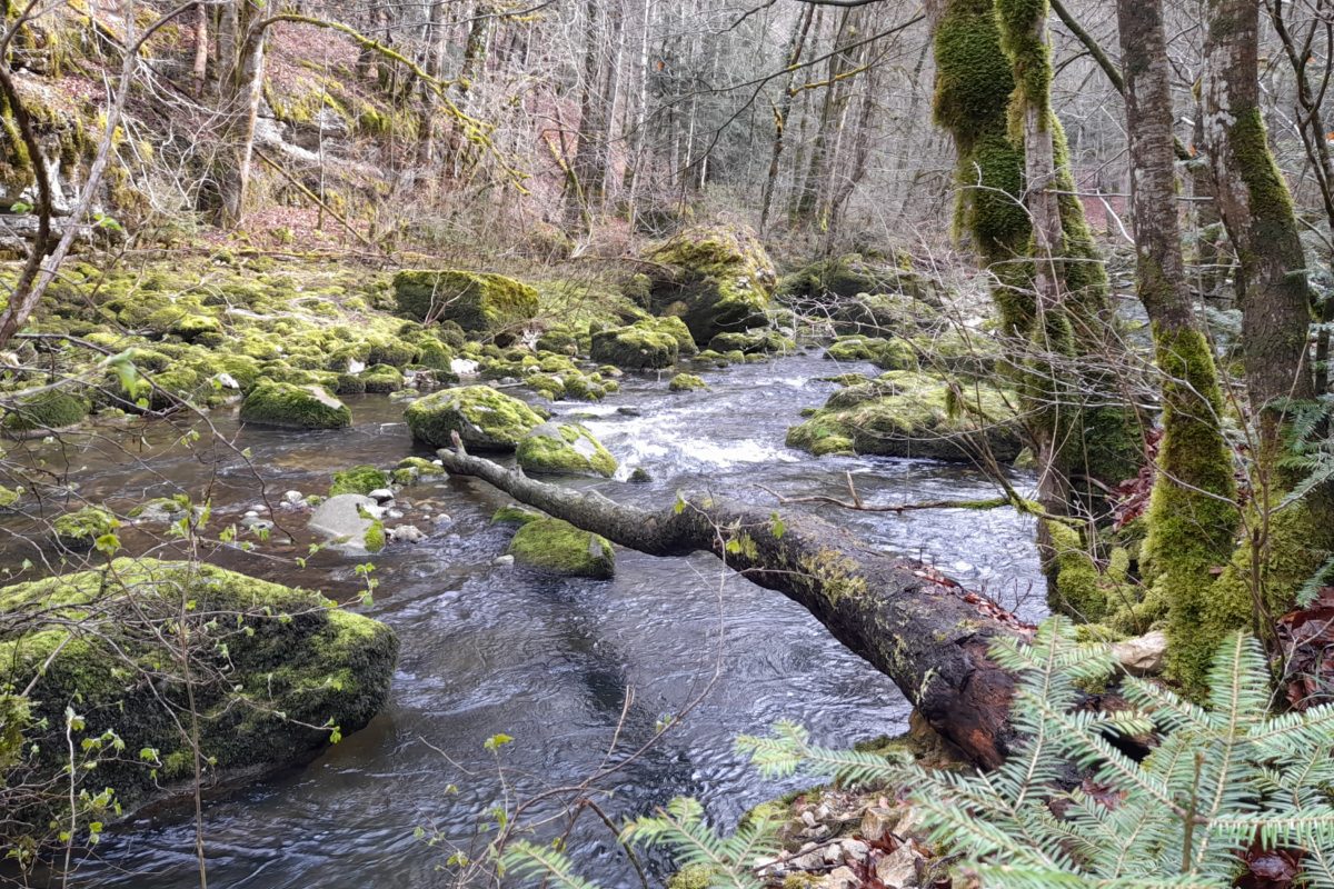 L’Orbe: poutzage en milieu aquatique
